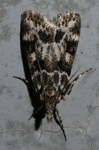 Eudonia delunella